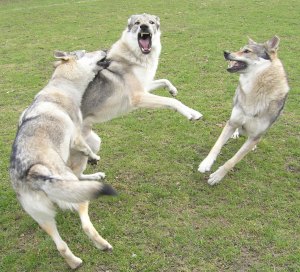 Czechoslovakian wolfdogs playing