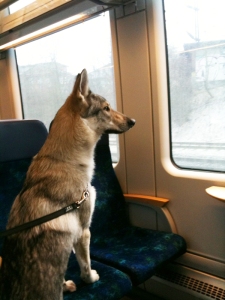 Pandora by train